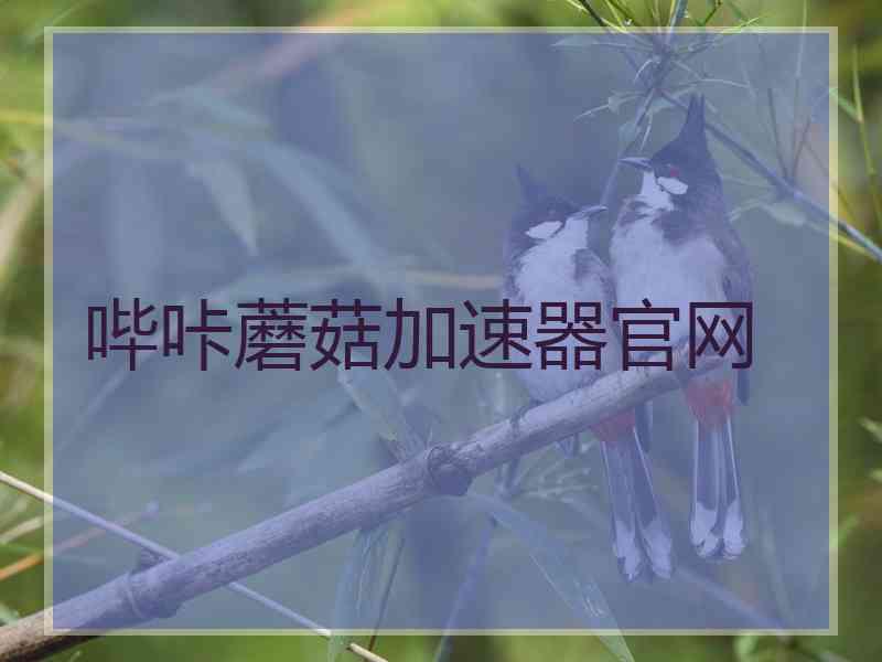 哔咔蘑菇加速器官网